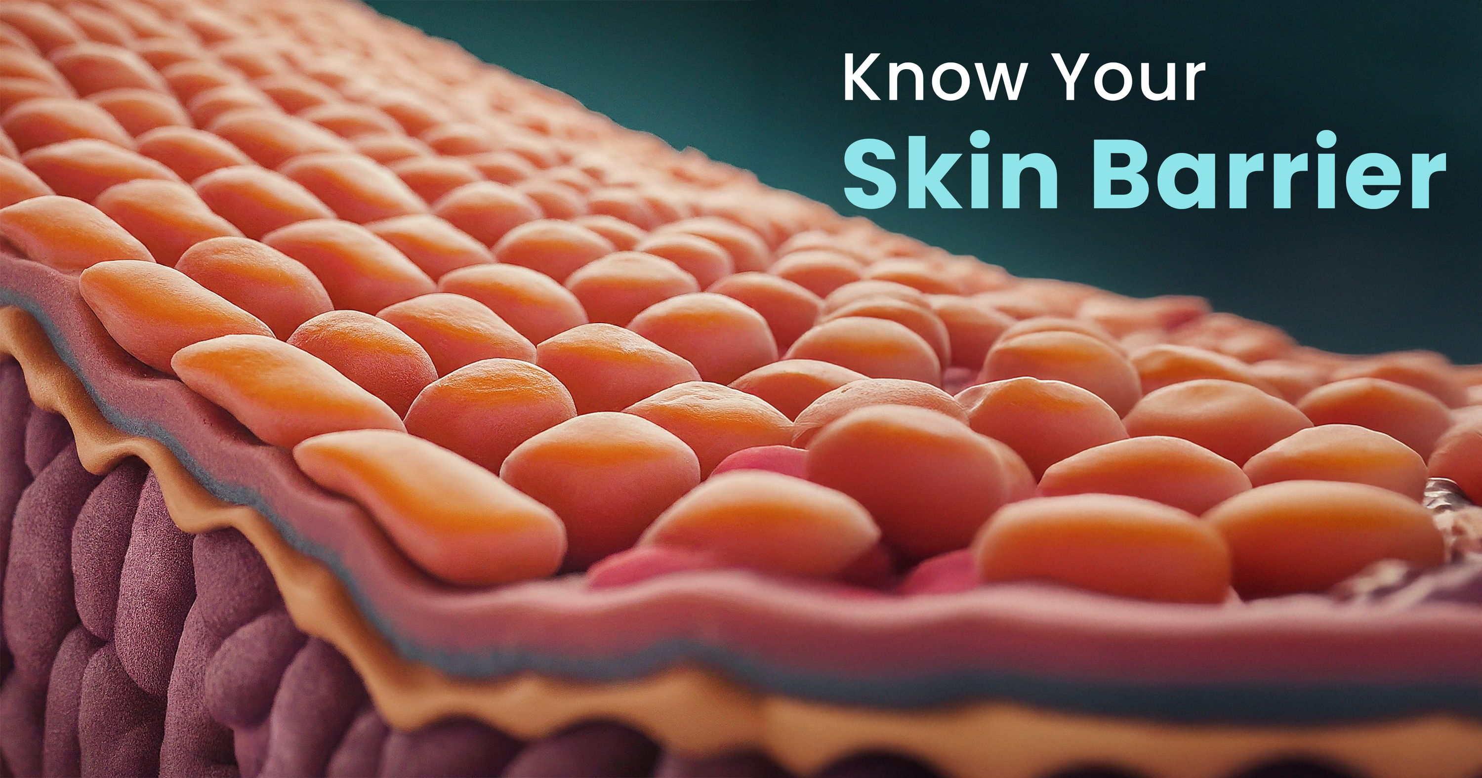skin barrier repair
